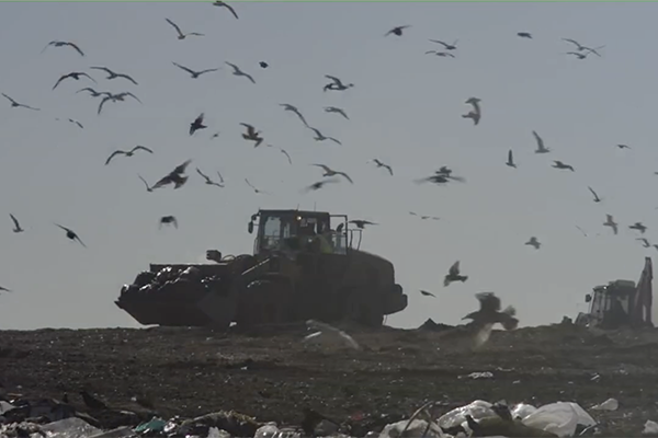 birds flying over vehicle in landfill