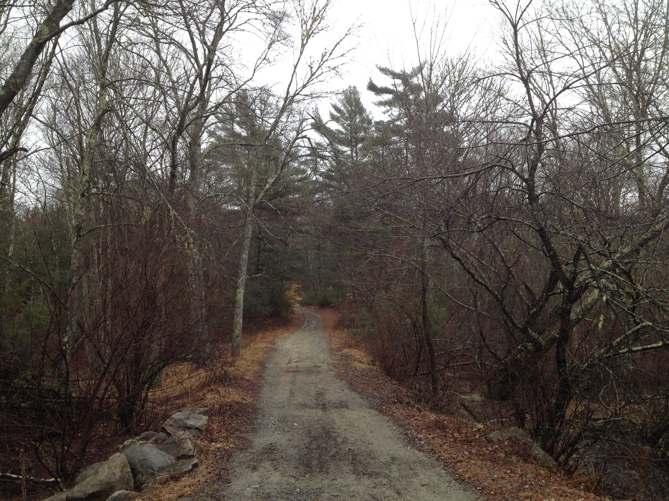 Gravel road in a forest