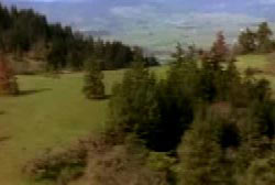A field of trees in Oregon.