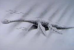 A hand drawing of a pre historic sea creature.
