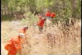 A line of men in orange jumpsuits working in a field of tallgrass.