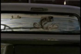 The back window of a pick up truck with a decal of a large fishing jumping out of water.