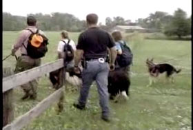Four members of a search team and their dogs walk past a fence as they search for Jodi.