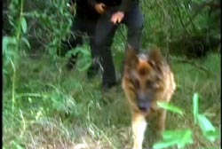 A dog leads two officers through dense foliage.