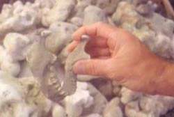 A hand picks up a jaw bone from a pebble beach.