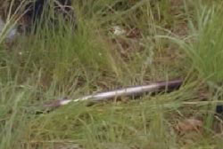 A pipe in a patch of tall grass