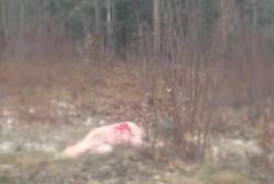 The bloodied body of Joyce McLain out in the woods