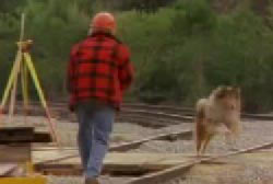 A man in a plaid shirt walking up to a collie at a construction site