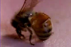 A bee stinging a persons skin