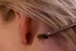 A bee being palced behind Kelly's ear