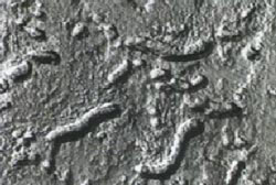 Fossiles on the surface of a meteorite
