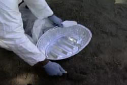 A scientist with latex gloves places dirt samples on to a metal tray
