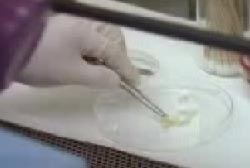 A scientist with latex gloves prods the gelatinous substance