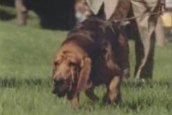 A bloodhound sniffs the ground as an investigator holds its leash