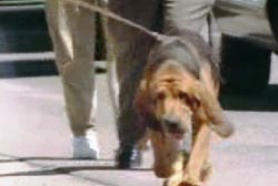 The bloodhound walking in the city sniffing the ground