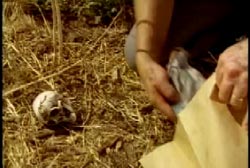 An investigator kneeling down next to a small ceramic skull left at the scene