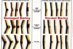 Lab report comparing damaged barley with normal barley
