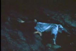 Normal Ladners lifeless body in the middle of the woods at night
