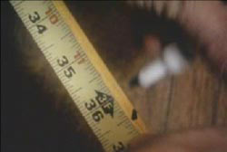 Police marking a 36.5 inches on a tape measure with an expo marker