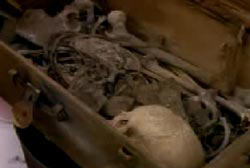 Skeletal remains of a body in a footlocker